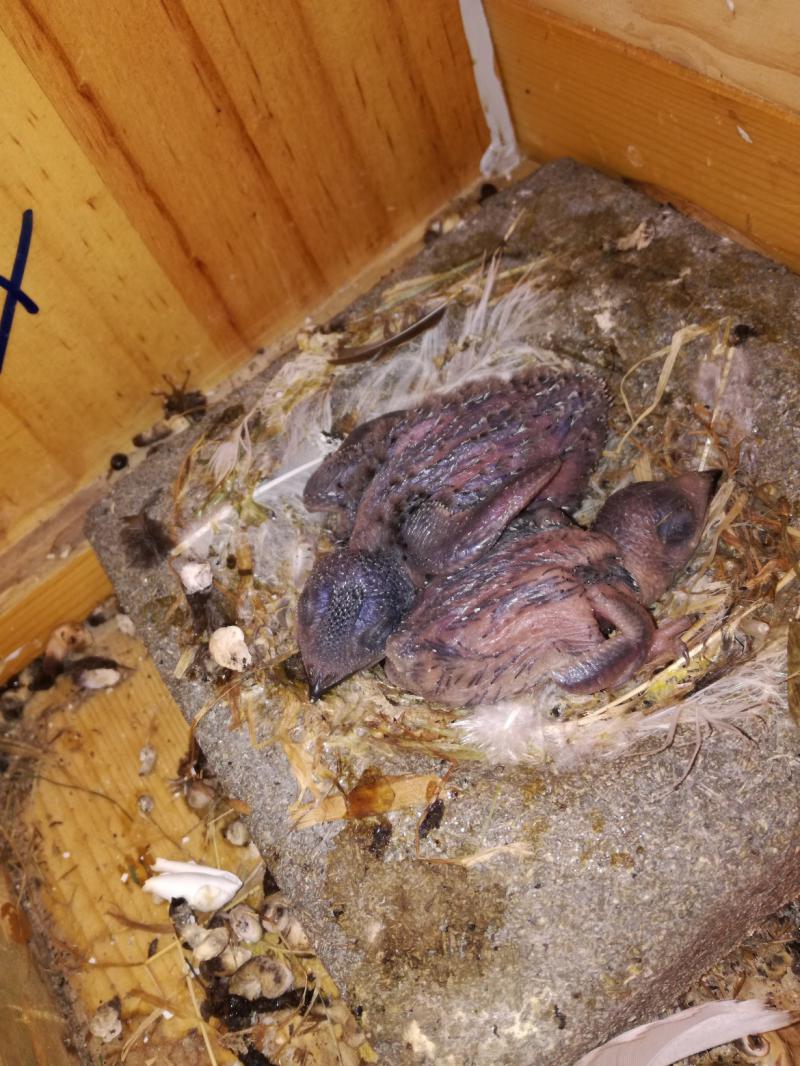 wiedervereint (2).jpg