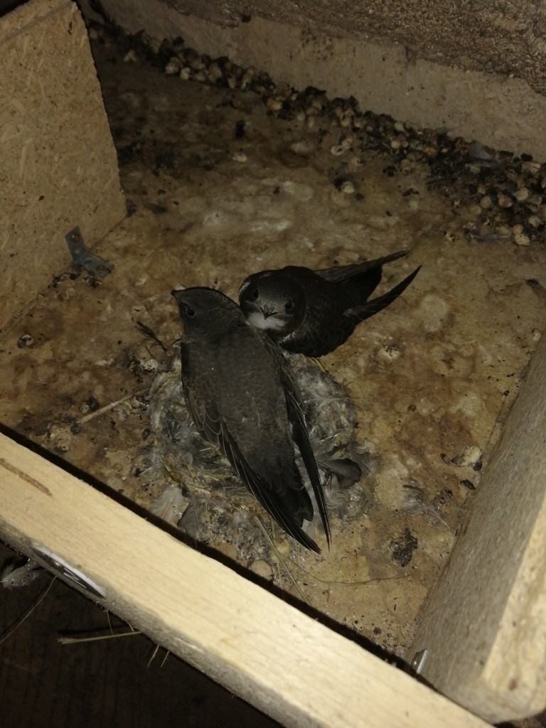 Beringung 2025-im nest.jpg