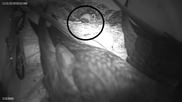 Erstes Küken im Kasten.jpg