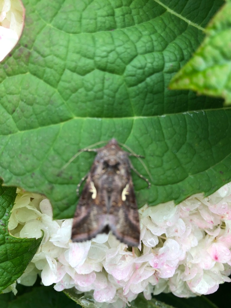 Wikipedia: Die Gammaeule (Autographa gamma), auch Pistoleneule genannt, ist ein Schmetterling (Nachtfalter) aus der Familie der Eulenfalter (Noctuidae)