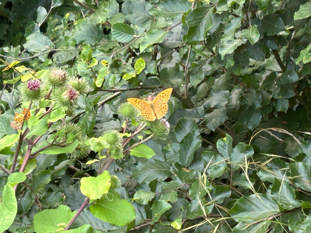 IMG_1055.jpeg