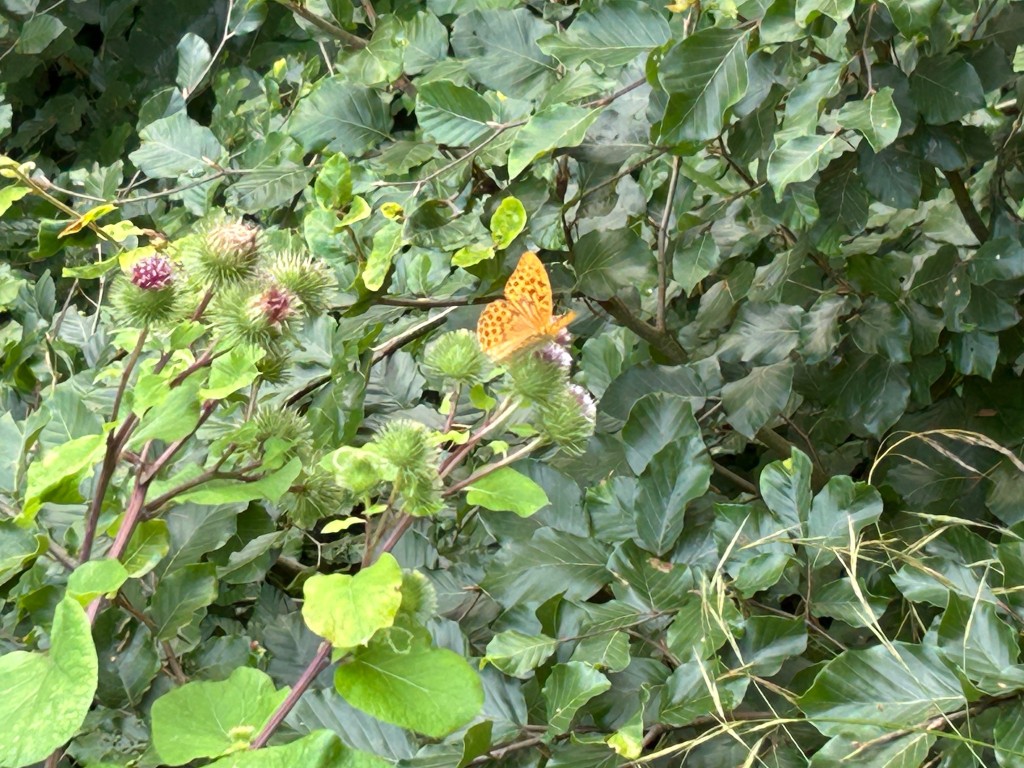IMG_1056.jpeg