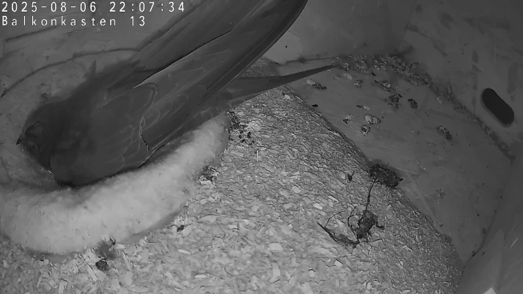 Geschafft! Der AV hat sich zur Ruhe begeben. Auf dem Boden der Box schwarz, zerfranst der zerrissene Futterbolus