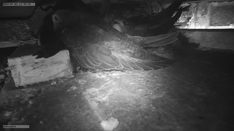 Naturnest Jungsegler1.jpg