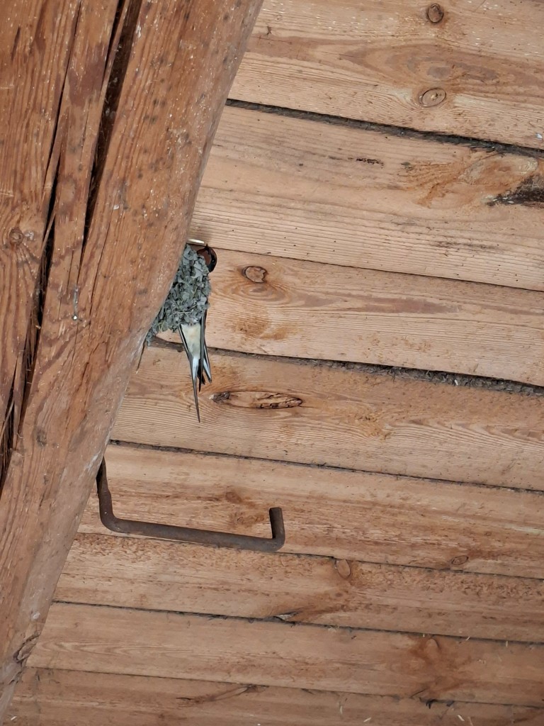 20250812_125042.jpg
