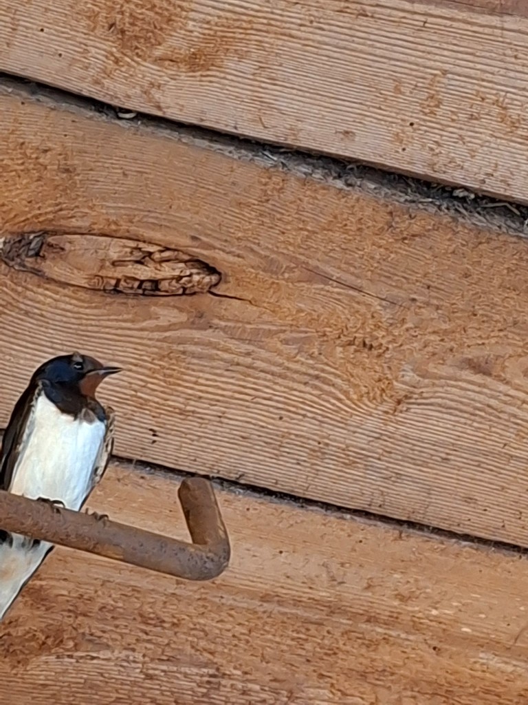 20250815_081032.jpg
