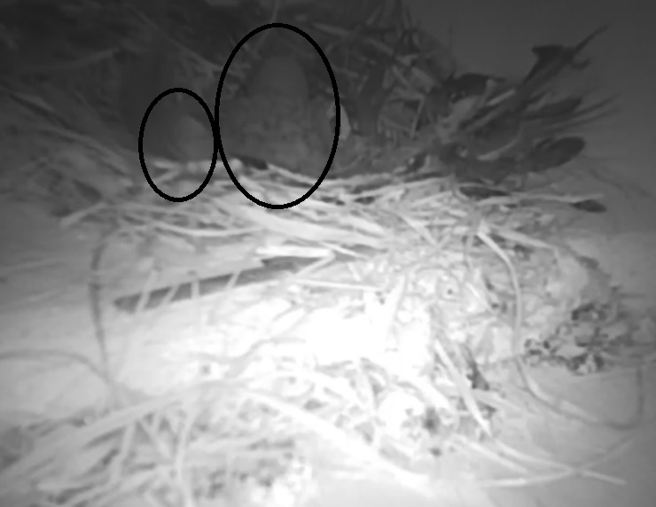 Schlupf 2 kasten.jpg