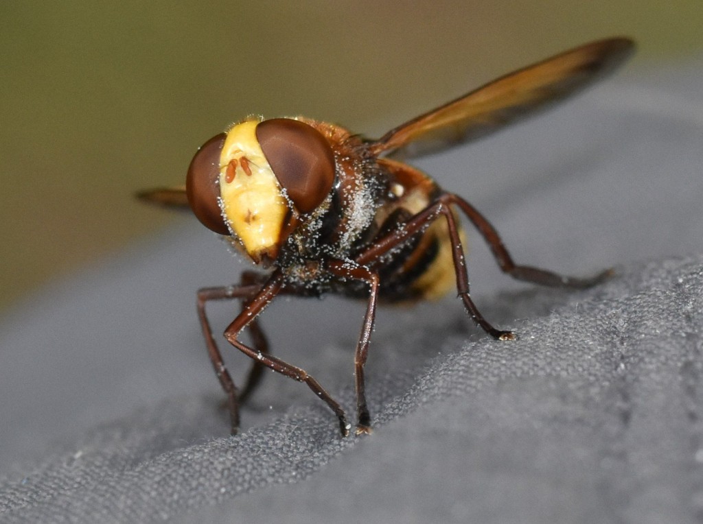 Frontalansicht: von vorn ist die Warnfarbe zwar nicht zu erkennen. aber auch so ist sie ganz schön eindrucksvoll. Sie landete (wohl zufällig) an meinem Hosenbein. Hätte mich sicher erschrocken, wenn ich sie nicht gekannt hätte