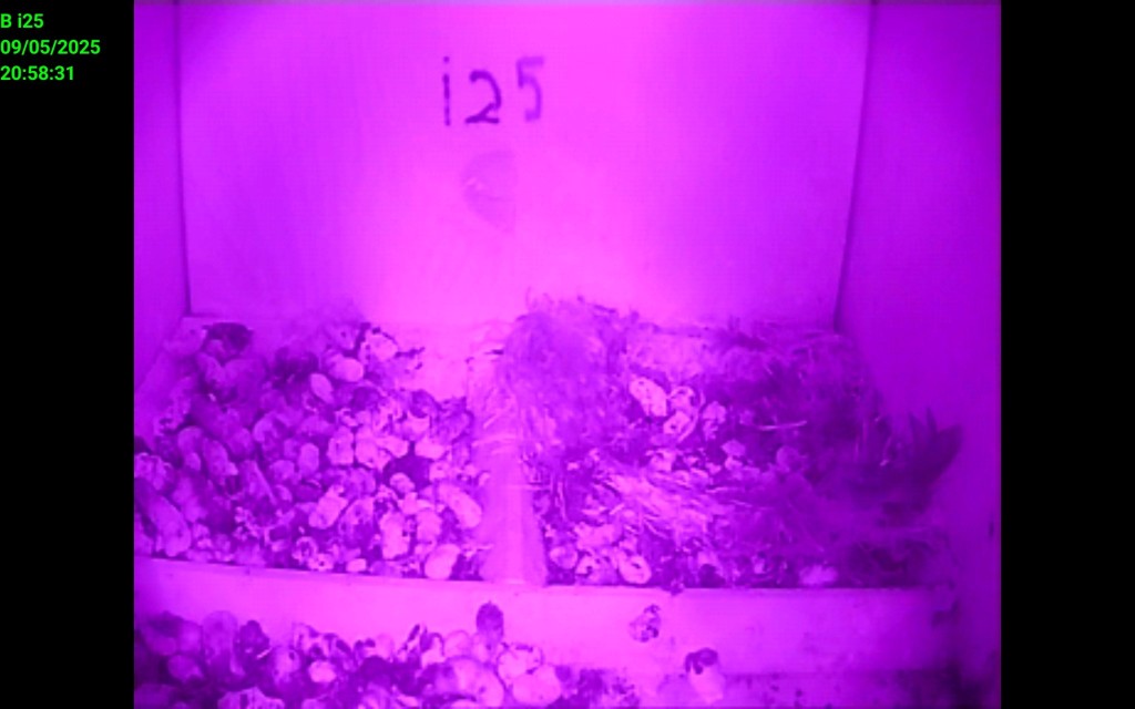 Screenshot_20250905_205831_IP Cam Viewer Lite.jpg