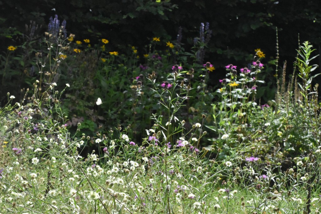 Ein Blick auf unseren z.T. verwilderten Rasen. Hier haben sich von Blumenkästen auf dem Balkon Wiesen-Flockenblumen und Skabiosen ausgesäht. Im Frühling blühen dort Königskerzen und Steppensalbei, die ebenfalls vom Balkon kamen. <br />Neben Bienen, Hummeln und Schwebfliegen tauche hier verschiedene Schmetterlinge auf, von denen Kohlweißlinge mit Abstand die häufigsten sind. Wenn man genau hinsieht, fliegen hier sogar zwei von ihnen