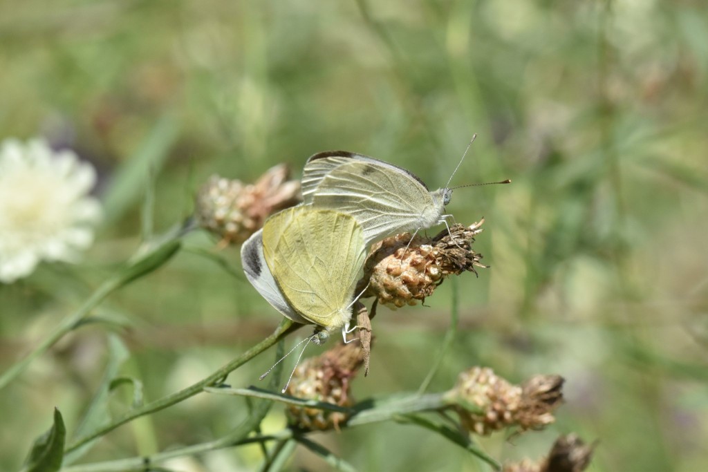 Ein Paar des großen Kohlweißlings an eiener verblühten Flockenblume