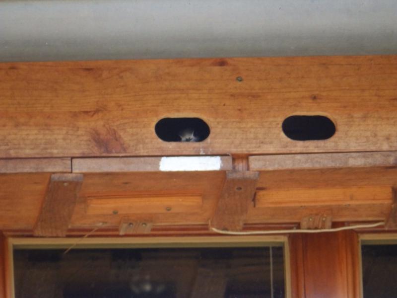 Mauerseglernachwuchs 2018.JPG