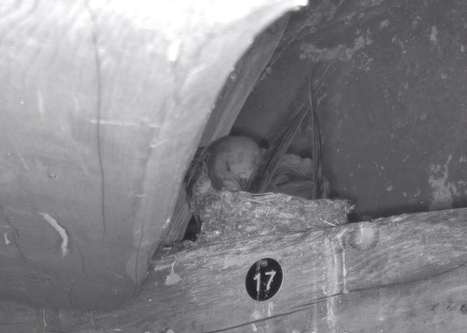 Nest 17.JPG