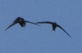Bei maximaler Vergrößerung zeigt sich:Der linke Segler sind in Wirklichkeit zwei Vögel, die sehr dicht übereinander fliegen. neben den Flügeln ist das auch an den Köpfen zu nerkennen. die etwas heller wirken.