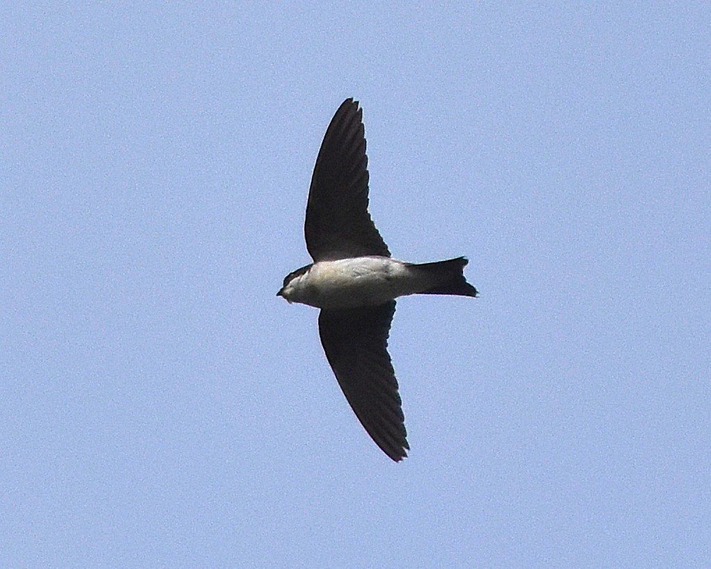 DSC_0940.1.JPG