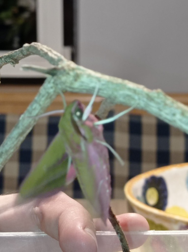 Die Flügel frisch getrocknet.