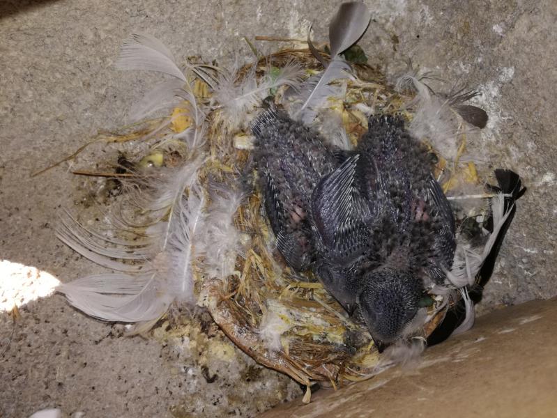 Küken (neues Paar) - 06.07.2018.jpg