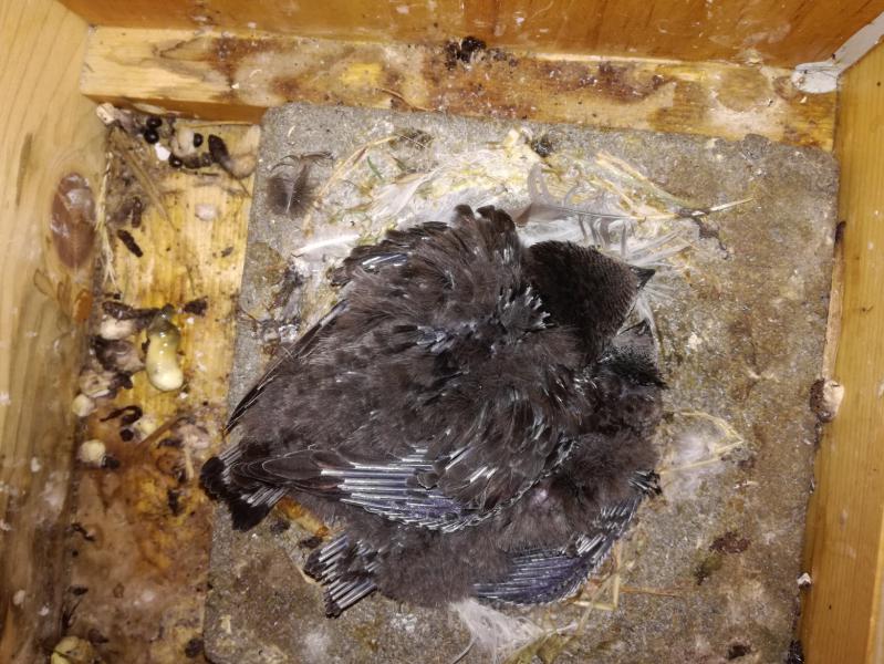 Küken (Altpaar) - 06.07.2018.jpg