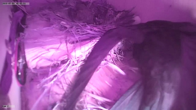 Einblick Kastennest.jpg