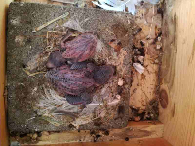 28.06. (Nestplumpser).jpg