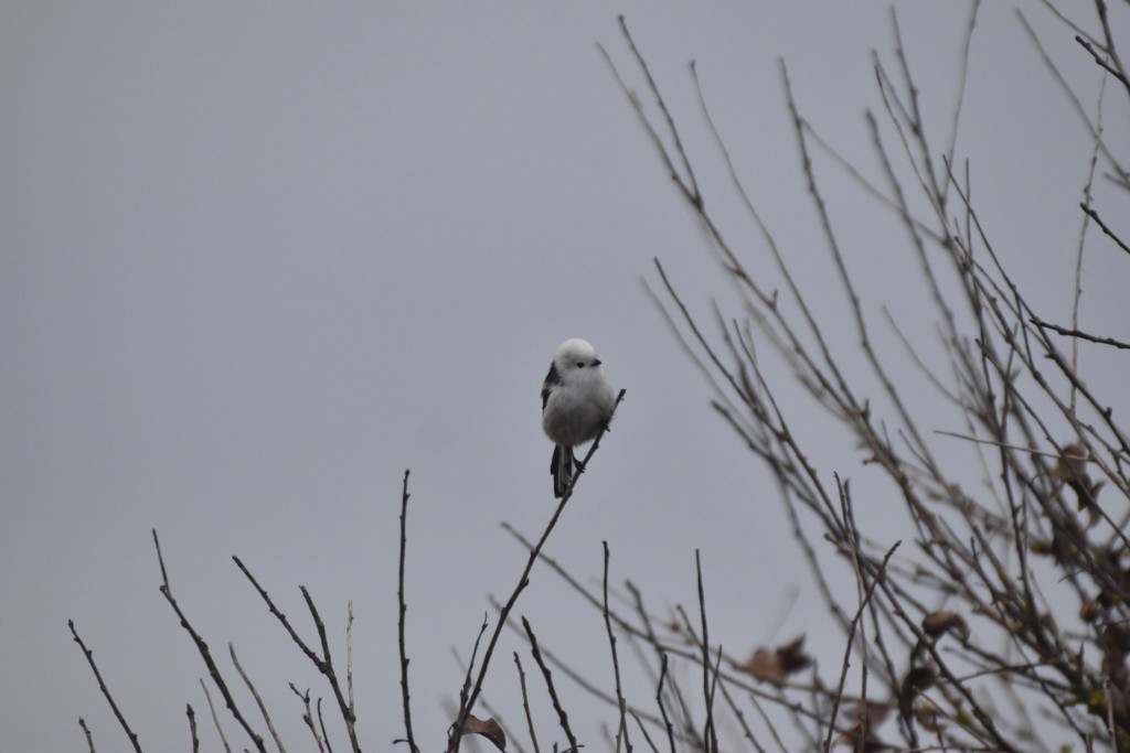 In der Nähe von Flensburg beobachtet.
