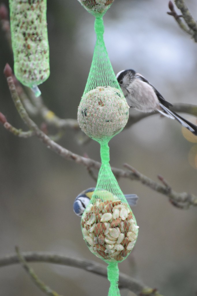 ... und nicht dominant ( wenn auch hier etwas häufiger als die Kohlmeise).