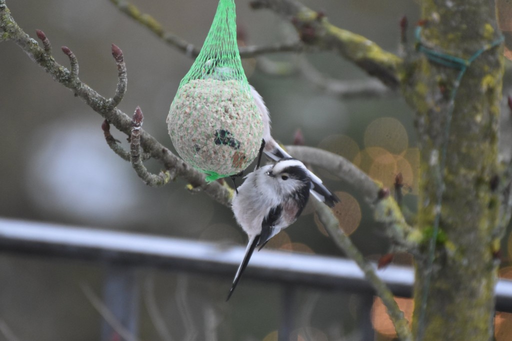 Kommt hin und wieder in kleinen Gruppen vorbei. Unsere Unterart hat einen dunklen Kopf.