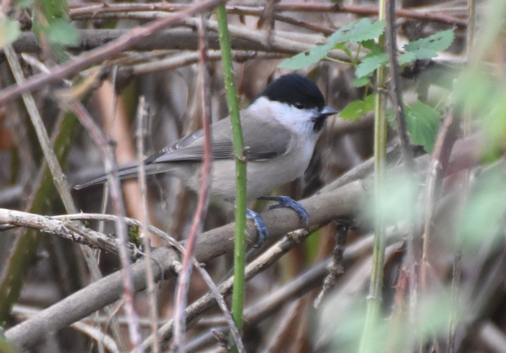 DSC_0127.1.JPG (384.64 KiB) 22 mal betrachtet Aufgrund der kontrastreicheren Färbung eher eine Sumpfmeise. Richtig sicher könnte ich aber nur sein, wenn die schwarze Kopfplatte glänzendes Gefieder Hätte.