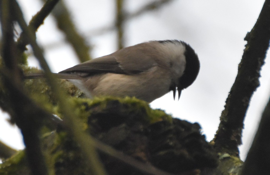 DSC_0190.1.JPG (316.71 KiB) 22 mal betrachtet Deutlich (?) matter - eher Weidenmeise. Könnte aber leider auch am Tageslicht liegen.