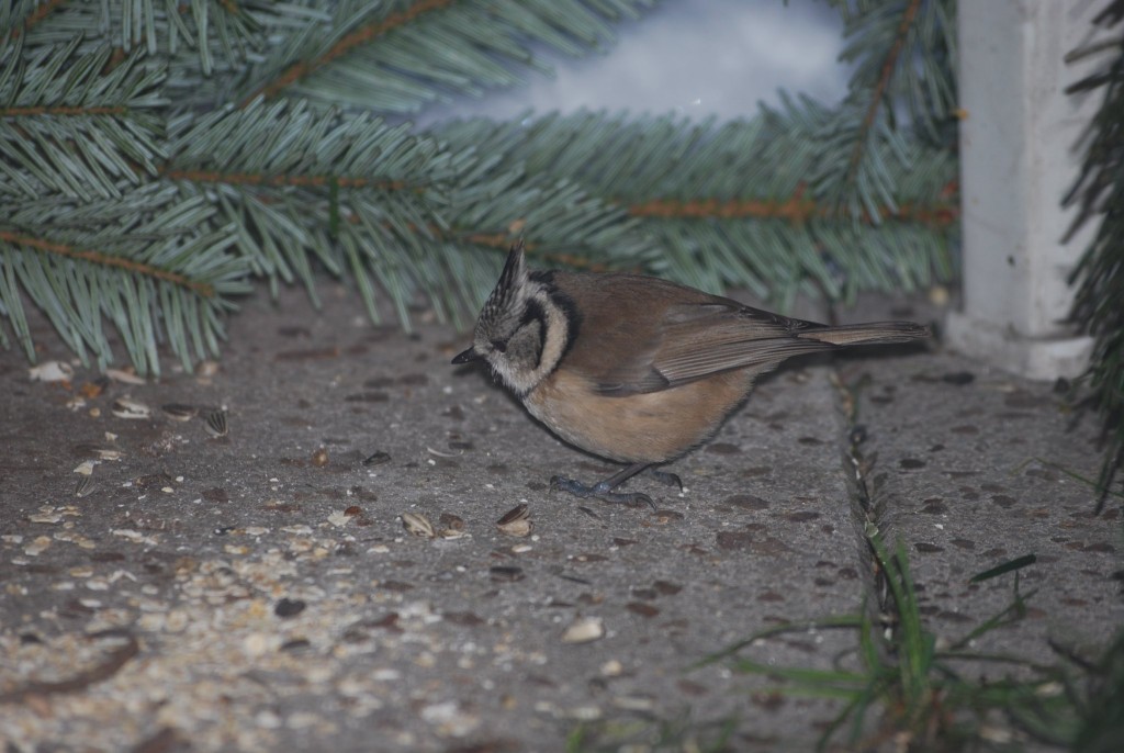 DSC_0898.JPG (405.98 KiB) 20 mal betrachtet Das war 2010.