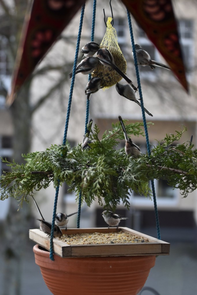 DSC_1026.JPG (431.78 KiB) 18 mal betrachtet Auf den ersten Blick sehen alle gleich aus. bei genauerem hinsehen weicht die Schwanzmeise unten rechts aber etwas vom Ausehen der anderen ab (Foto 2021)