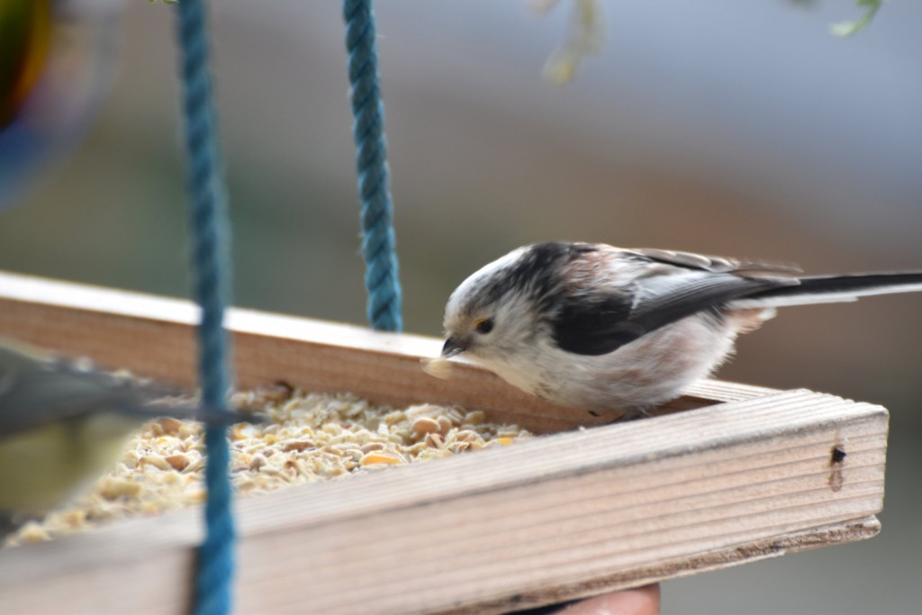 DSC_1030.JPG (273.05 KiB) 18 mal betrachtet Hier ist die etwas hellere Kopffärbung besser zu erkennen.