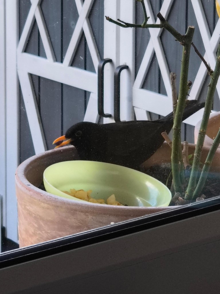 Amsel-2026-01-02.jpg