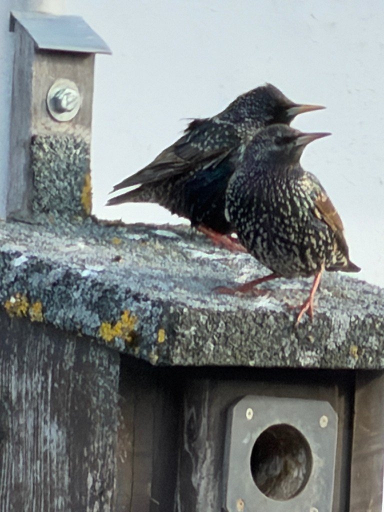 IMG_0539.jpeg