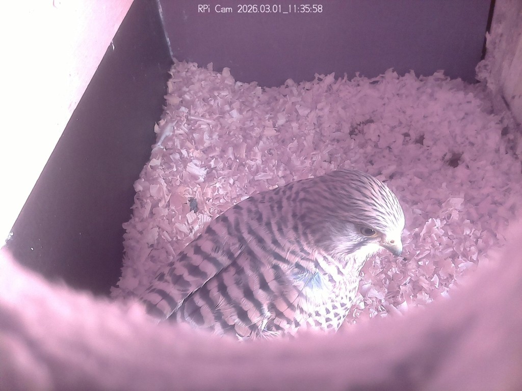 Sie ergreift Besitz vom Kasten