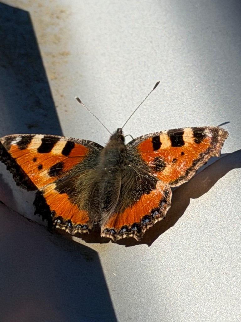 IMG_0572.jpeg