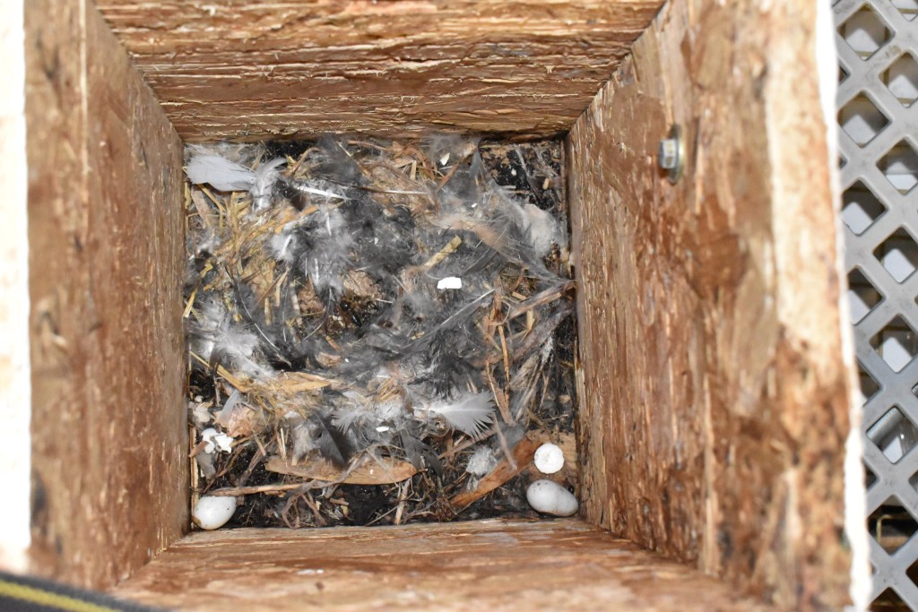 Blick in den Kasten ohne Starennestunterlage. 2 Rolleier, der einzige geschlüpfte JV lag am 2. Tag in der Ecke oben rechts