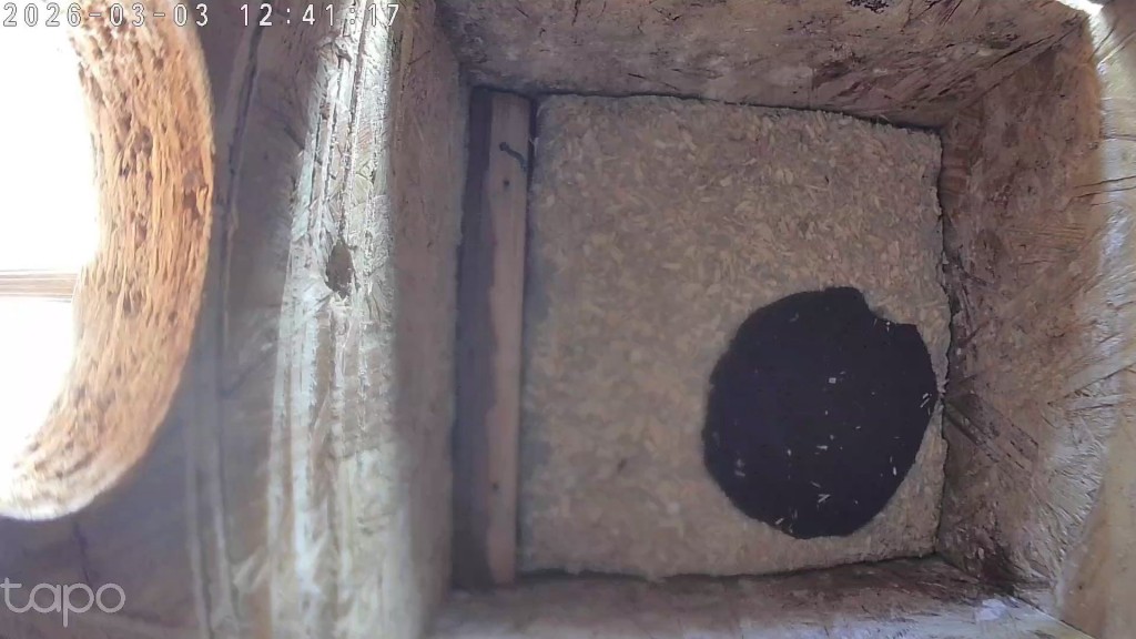 Nistmulde im Starenkästen neben den Balkonkästen. Die eigentliche Nistmulde ist mit dunklem Filz ausgekleidet. Links, auf der Seite mit dem Einflugloch ist die Leiste zu sehen. Am oberen Ende (bei genauen Hinsehen) der kurze Faden, mit dem sie herausgezogen werden kann.