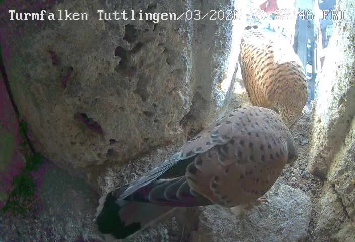 Turmfalken Tuttlingen-20260313_095150.jpg