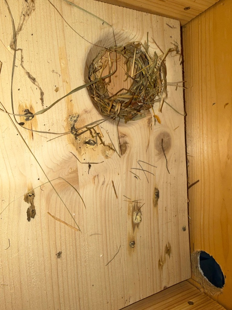 Drei Fotos von insg.acht Nestbauaktivitäten