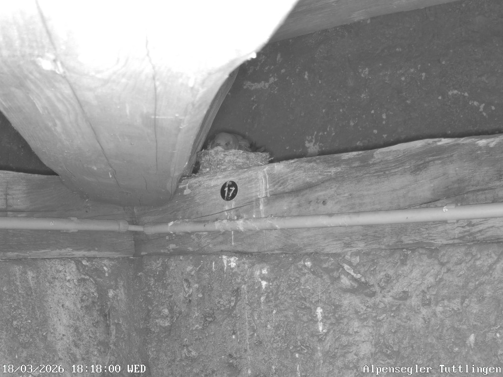 Alpensegler Tuttlingen-20260318_181801.jpg