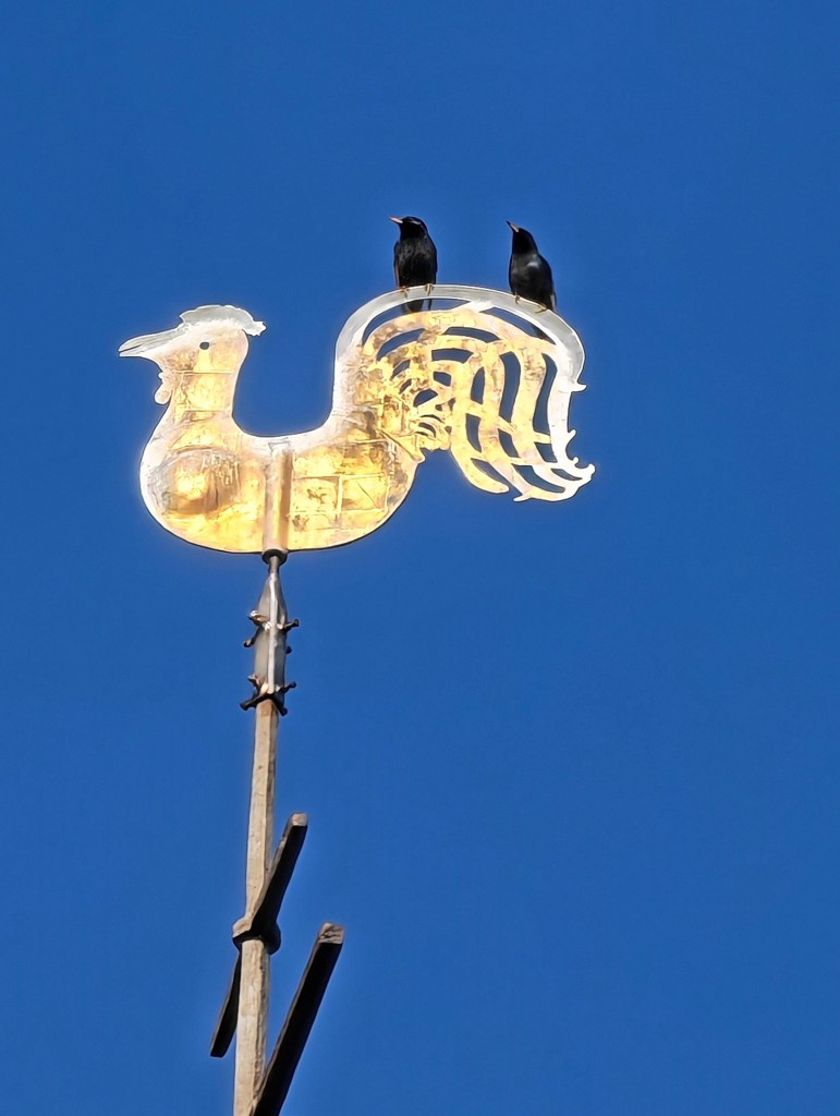 Fremdsprachengenies. Sie können "Bussard" und  "Schwalbe" und sicher noch viel mehr