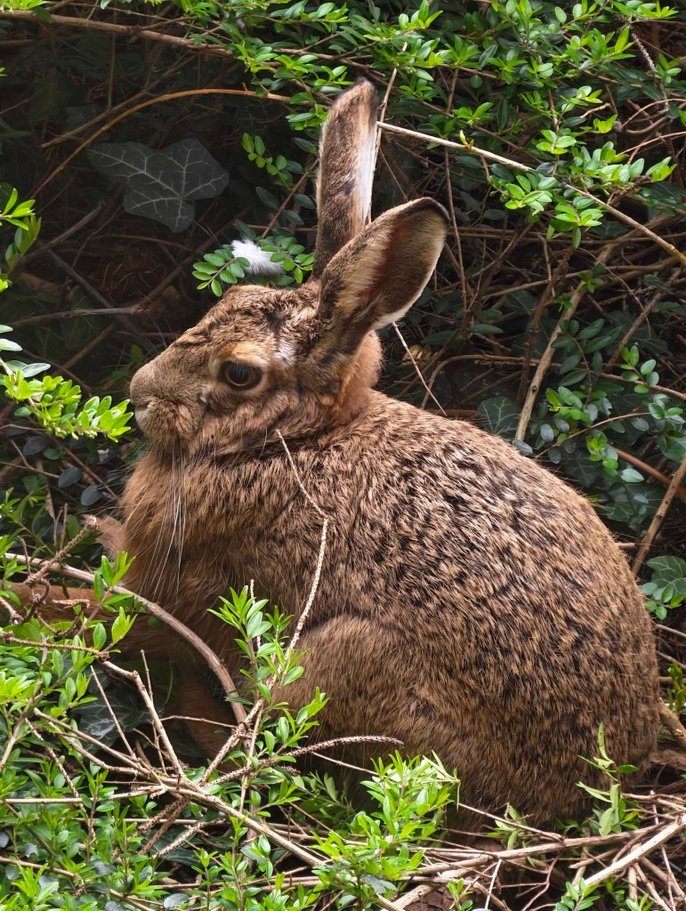Paderborner Stadthase