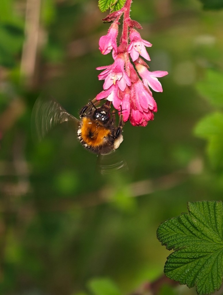 Auch am Vorderkörper haftet Pollen.