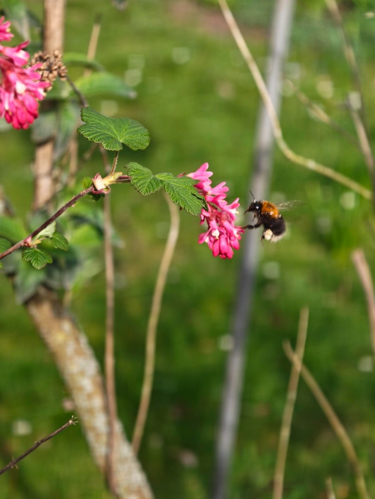 Baumhummel- Königin steuert Zierjohannisbeere an. Gut zu erkennen sind die hellen, gefüllten Pollenhöschen an den Hinterbeinen