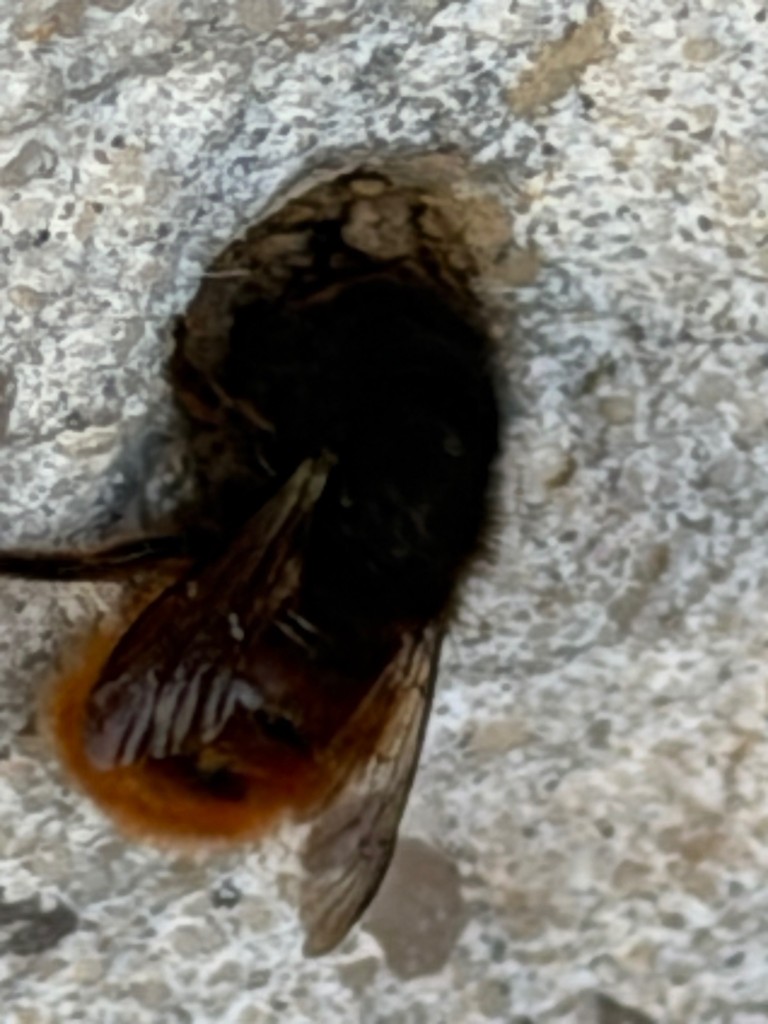 IMG_0842.jpeg