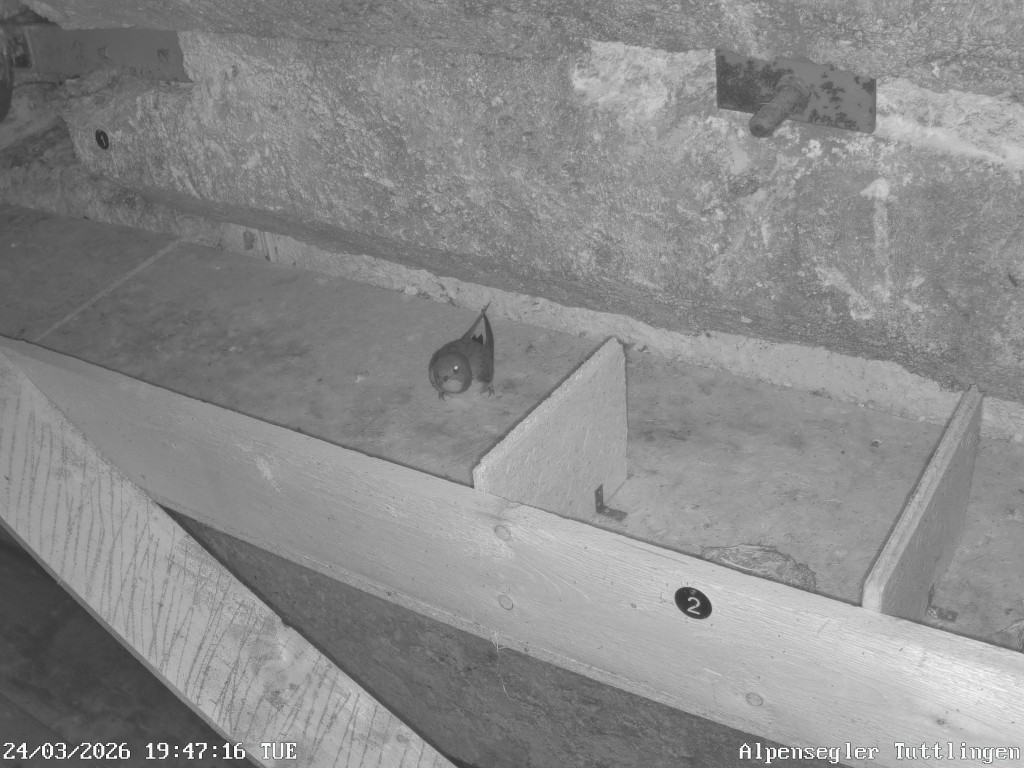 Alpensegler Tuttlingen-20260324_194719.jpg