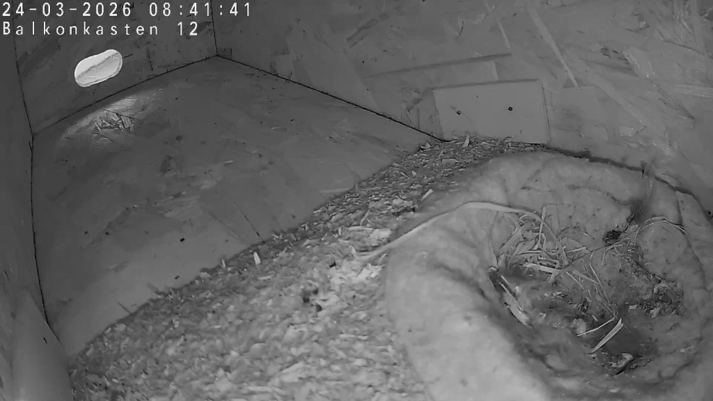 Balkonkasten 12 im Originalzustand mit tief lliegenden herkömmlichen Seglereinflug (60 x 30 mm)