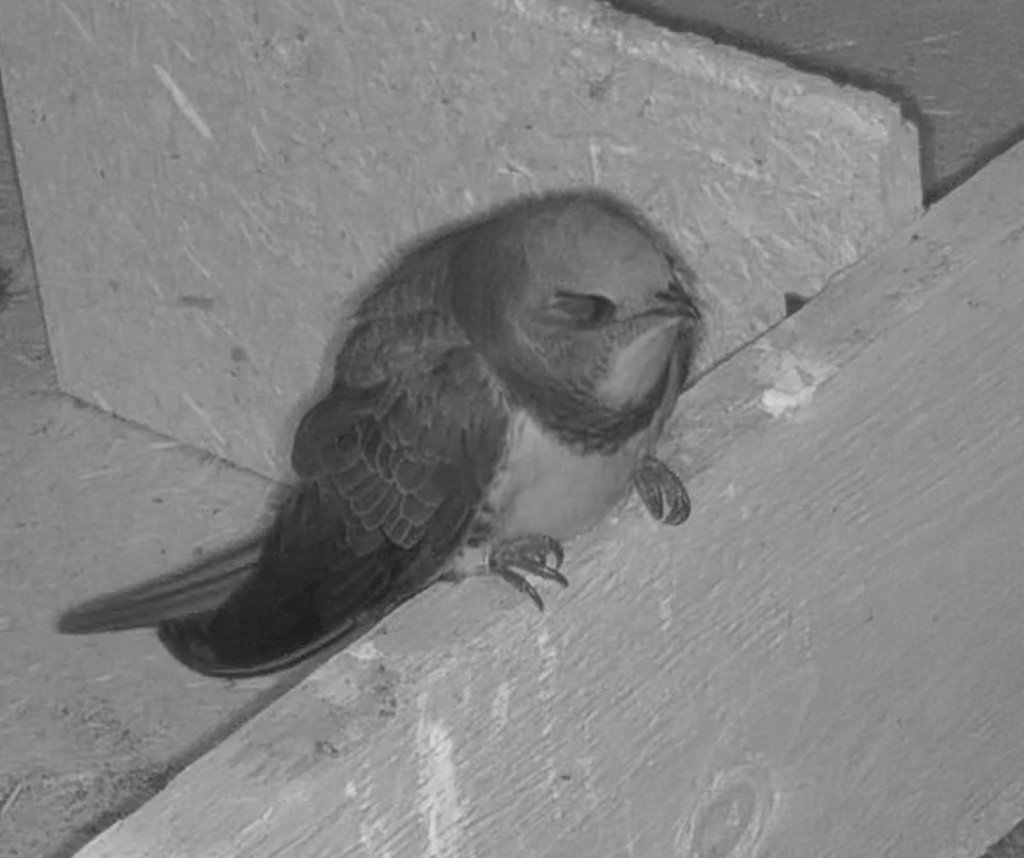 AS mit Ring 27-03-26.jpg