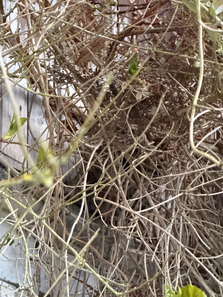 IMG_0978.jpeg